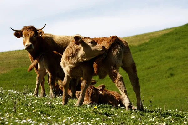 Коровы на траве — стоковое фото