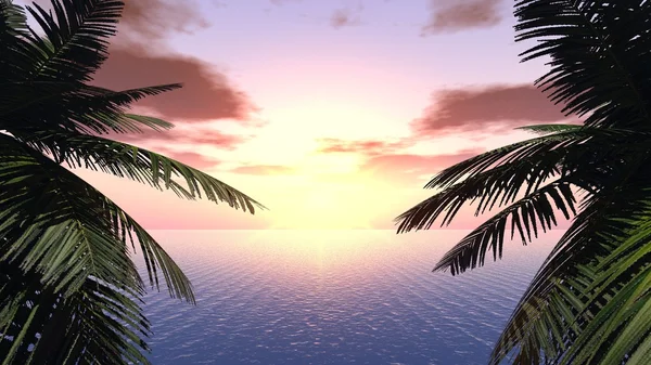 Закат на фоне ветви пальмы — стоковое фото