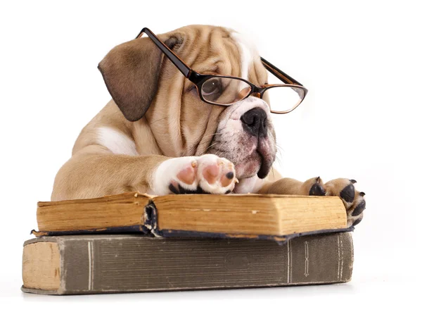 Чистокровный английский бульдог в очках и книге — стоковое фото