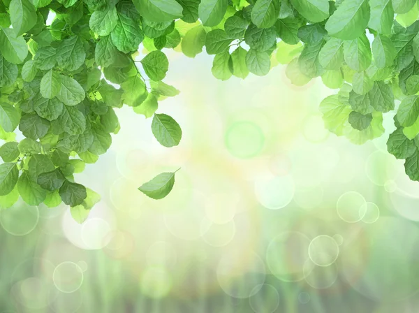 Весенний фон с листьями и brokeh эффектом — стоковое фото