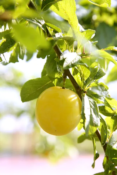 Плоды сливы Mirabelle желтый в дереве — стоковое фото