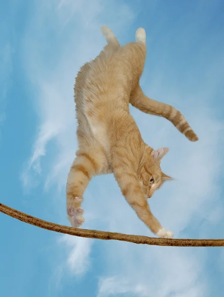 Кот, который может летать — стоковое фото
