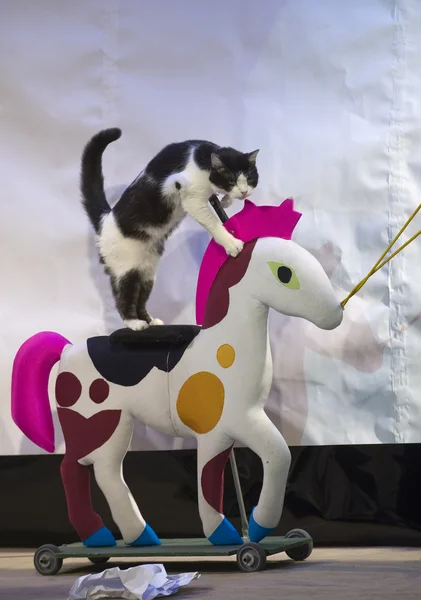 Смешные кошки подготовленных на коне игрушка — стоковое фото