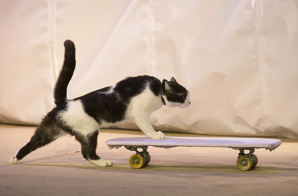 Кошка с скейтборд — стоковое фото
