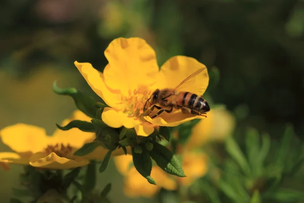 Пчела, apoidea, abeille — стоковое фото