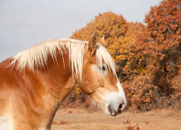 Профиль красивая блондинка бельгийский проект лошадь — стоковое фото