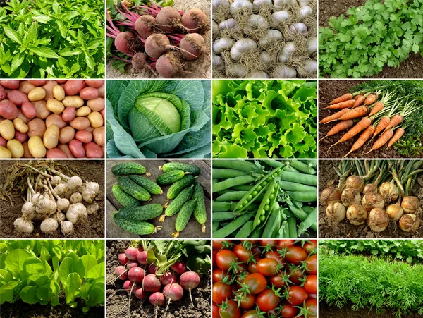 Овощи и зелень — стоковое фото