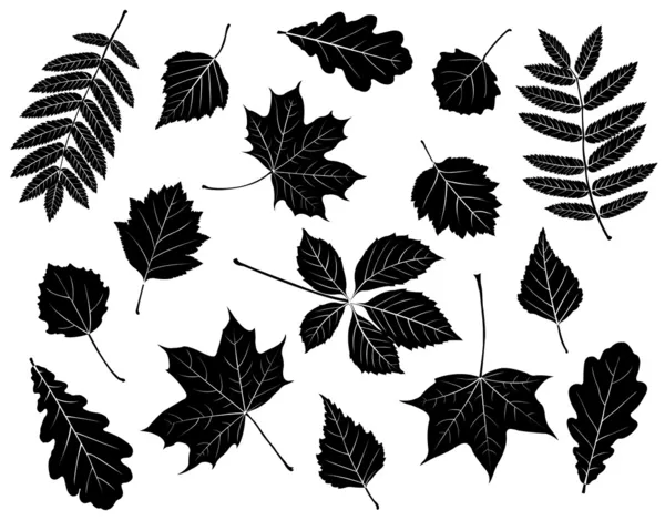 Набор силуэтов листьев — стоковый вектор