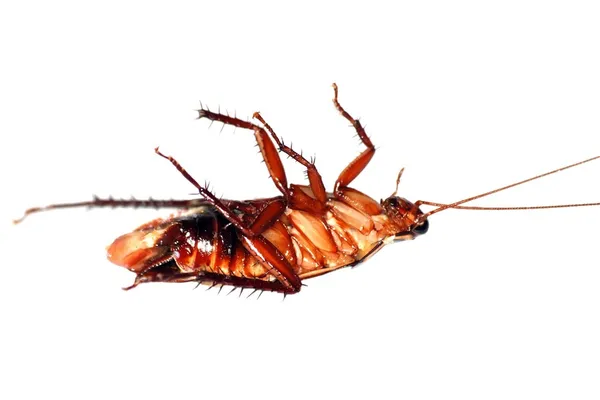 Насекомое мертвых таракан — стоковое фото