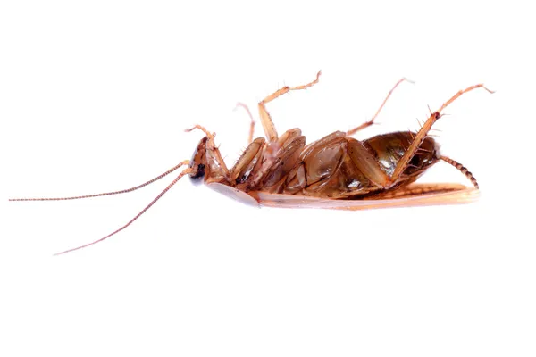 Ошибка насекомых тараканов — стоковое фото