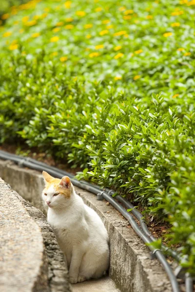 Кошка в сельской местности — стоковое фото