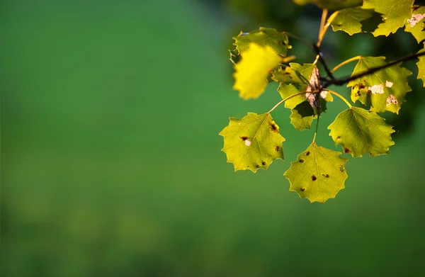 Листья осины — стоковое фото