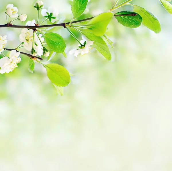 Белые весенние цветы на ветви дерева — стоковое фото