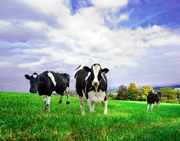 Доят коров — стоковое фото