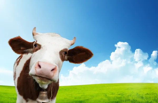 Корова и поле свежей травы — стоковое фото