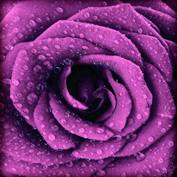 Фиолетовый темный розовый фон — стоковое фото