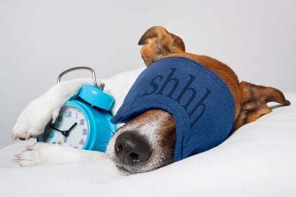 Собака спального с будильником и маска — стоковое фото