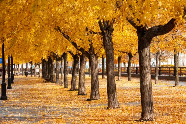 Городских Золотые листья арки и ковер — стоковое фото