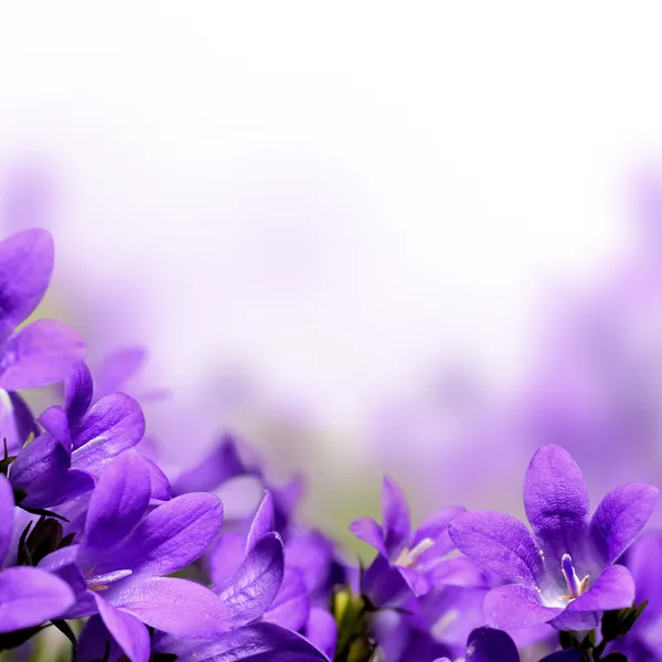 Цветочный дизайн весны колокольчика ограничивает фон — стоковое фото