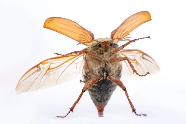 Maybug щупальца — стоковое фото