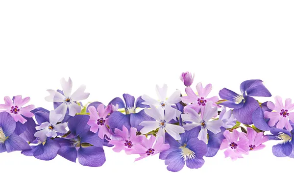 Фиолетовый весной цветок границы — стоковое фото