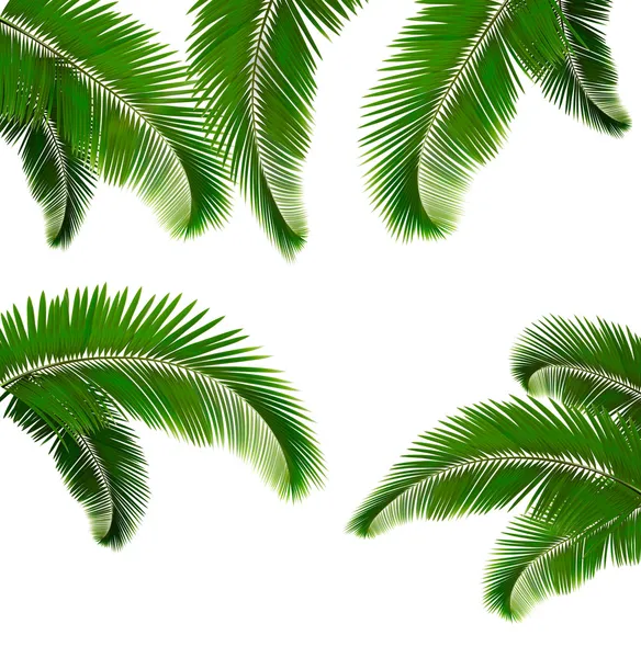 Набор пальмовых листов на белом фоне — стоковый вектор