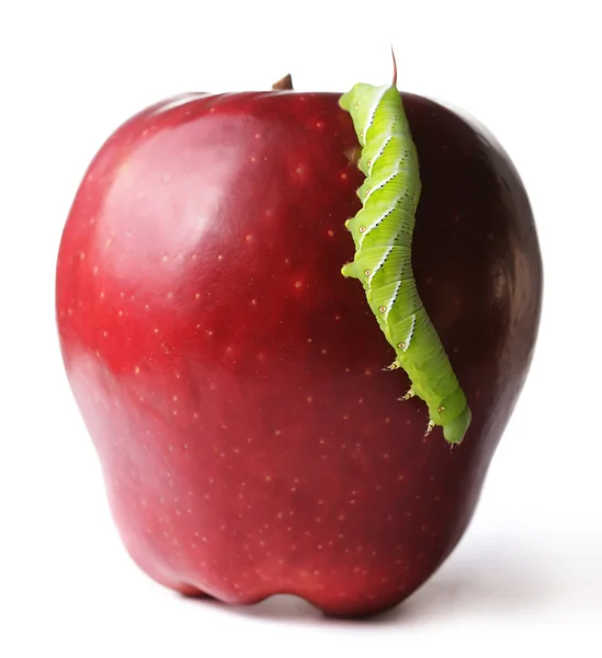Гусеница на apple — стоковое фото