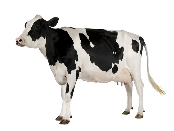 Корова holstein, 5 лет, противостоя белому фону — стоковое фото