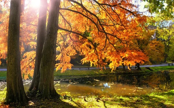 Осенний лес на закате — стоковое фото
