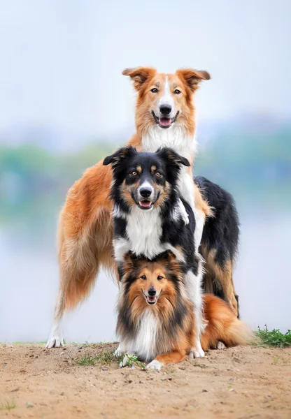 Состав из трех собак бордер колли и шелти — стоковое фото