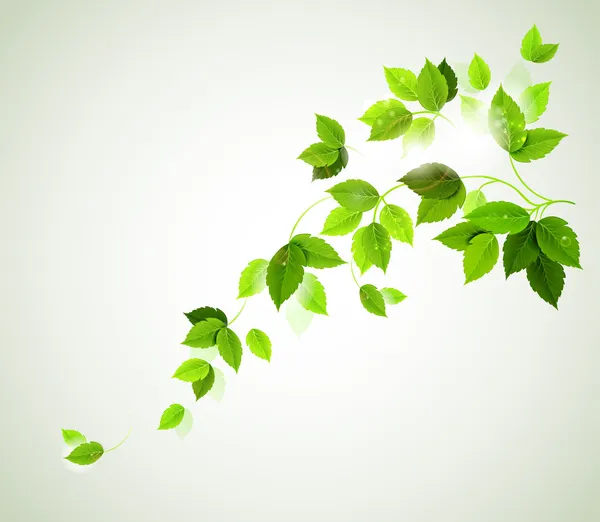 Летнее отделение со свежими зелеными листьями — стоковый вектор