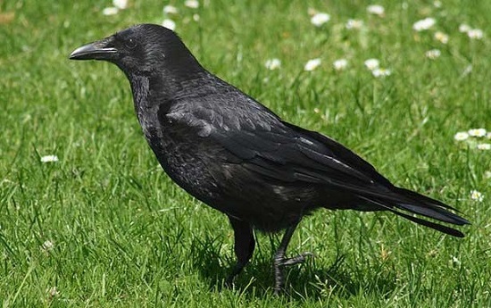 чёрная ворона на траве