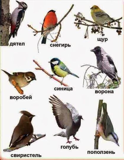 Список птиц россии с фото