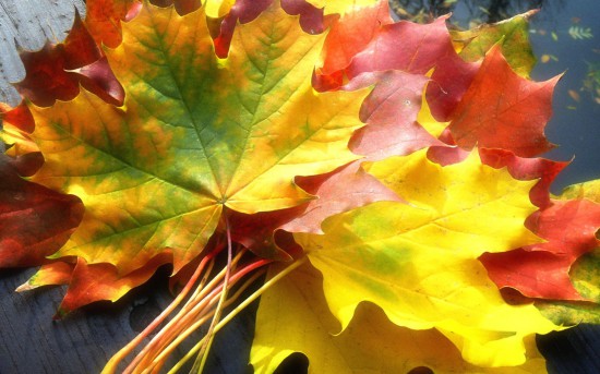 Nature Seasons Autumn Gifts of Autumn 018523 550x343 Очей очарованье