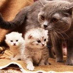 Интересные особенности и любопытные факты о кошках