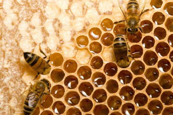 Как пчелы делают мед? Зачем пчелам мед?