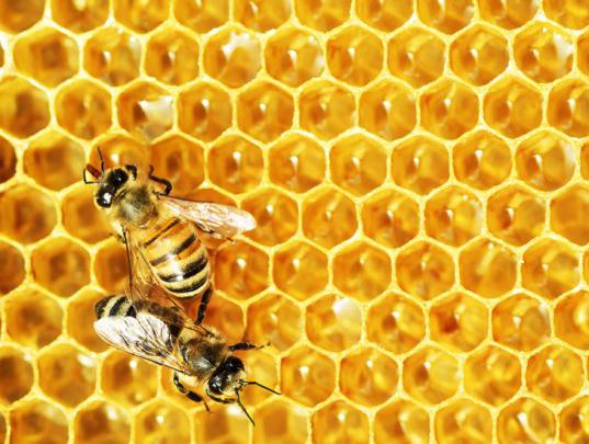 Как пчелы делают мед? Зачем пчелам мед?