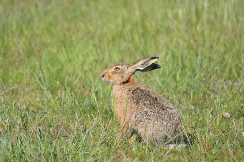 Горбатый заяц сканворд. Горбатый заяц. Бешеный заяц. Знаменитая фото зайца.