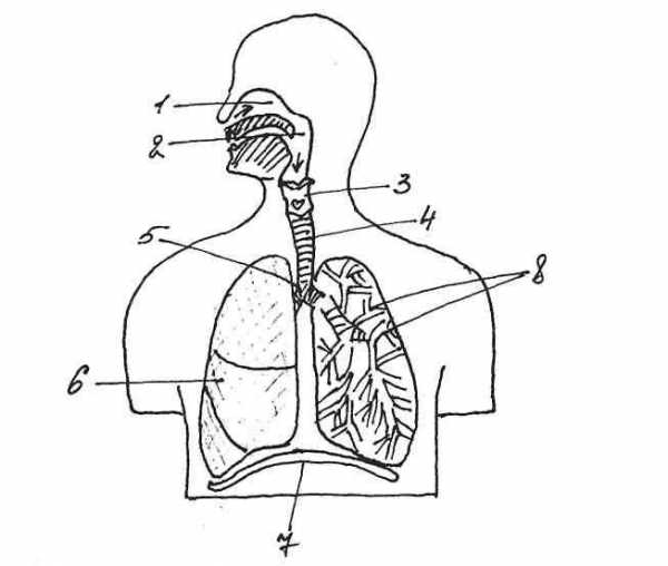 Для чего и как мы дышим 4 класс тест